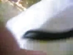 শ্যামাঙ্গিণী, লাতিনা ...